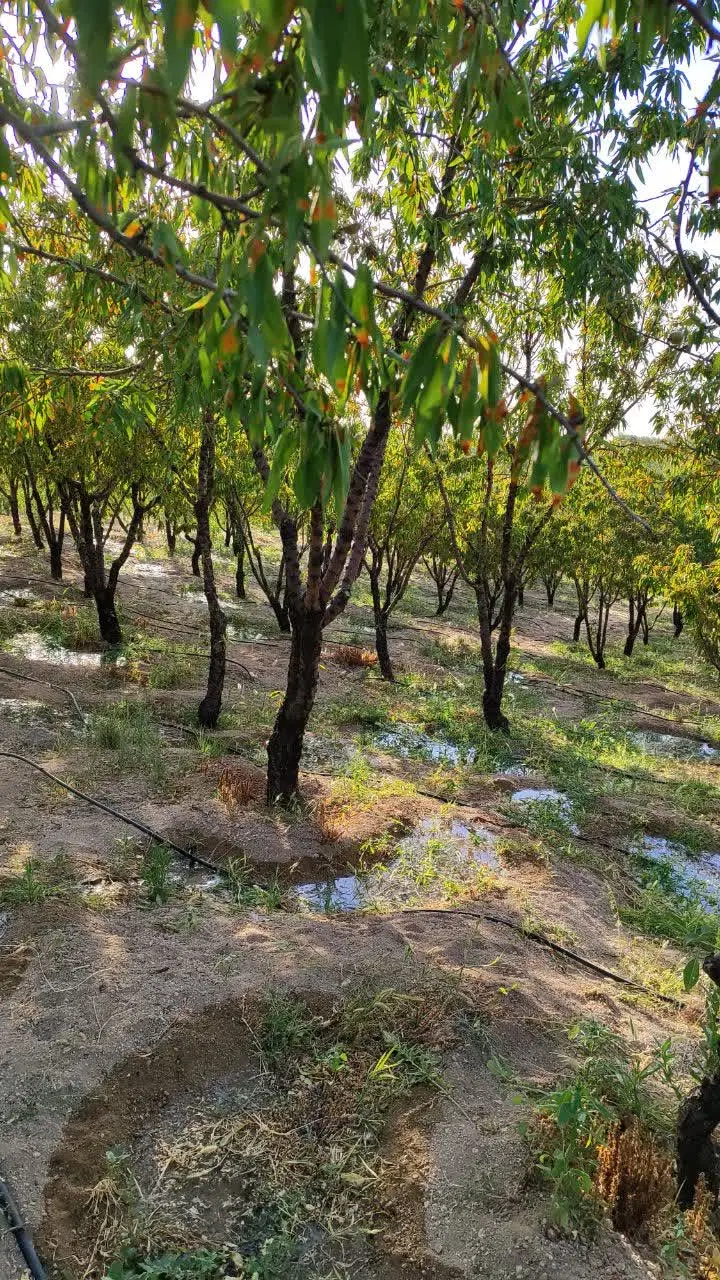 باغ ۲۷۰۰ متری