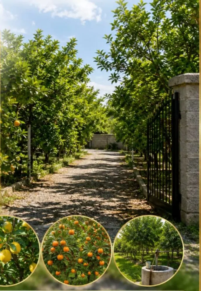 زمین مسکونی گورک کله بندی