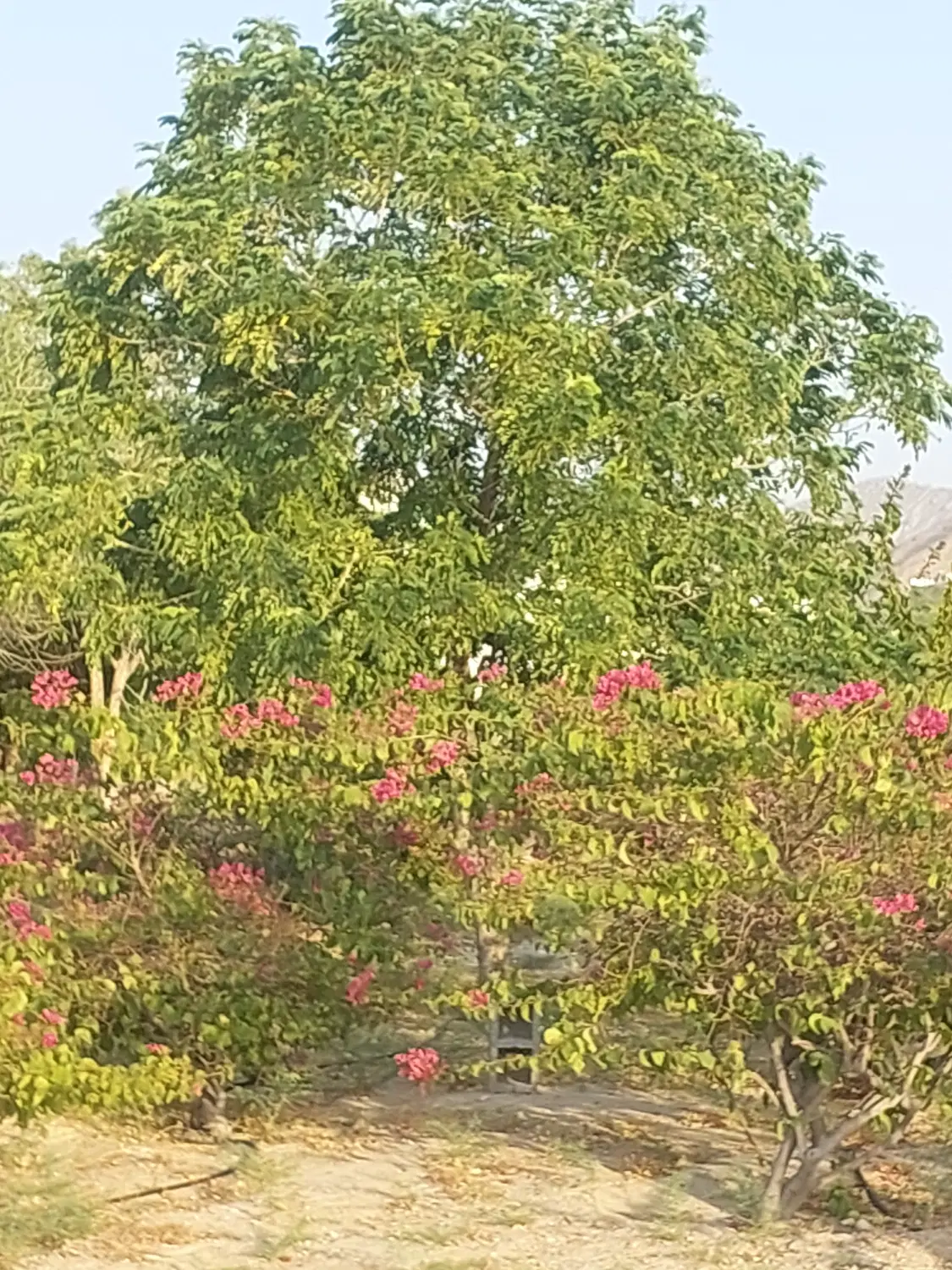 فروش زمین گویم