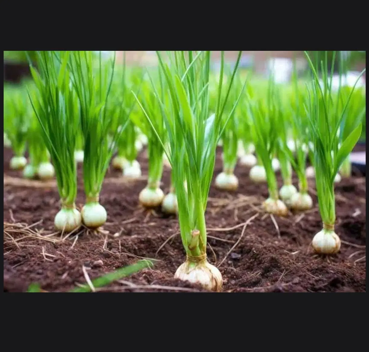 اجارە زمین برای سیر ( کامل بخون )