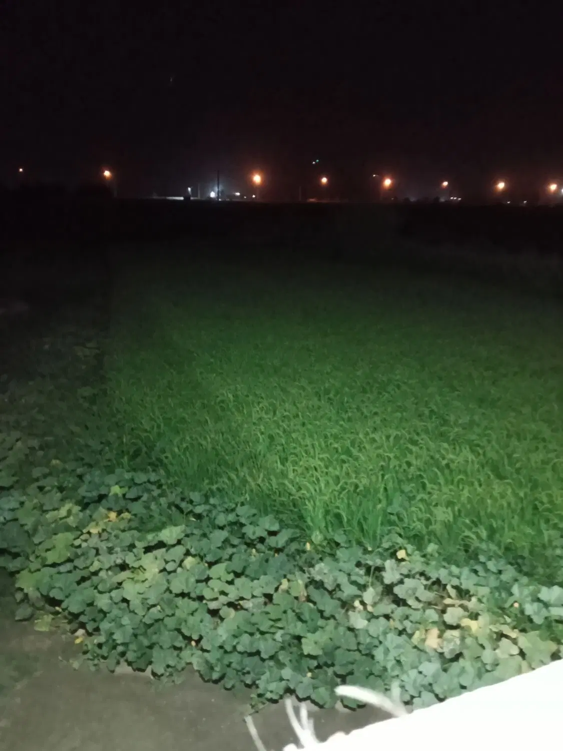 یک هکتار زمین کشاورزی