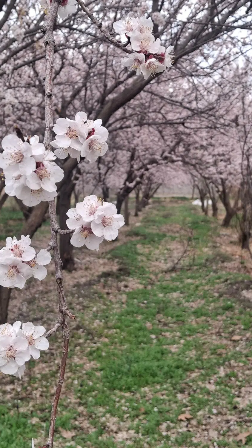 فروش باغ ۲۰۰۰ متری .فرصتی برای سرمایه‌گذاری