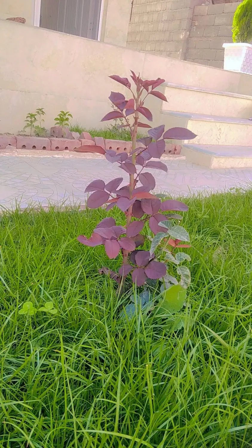 خانه کرایه