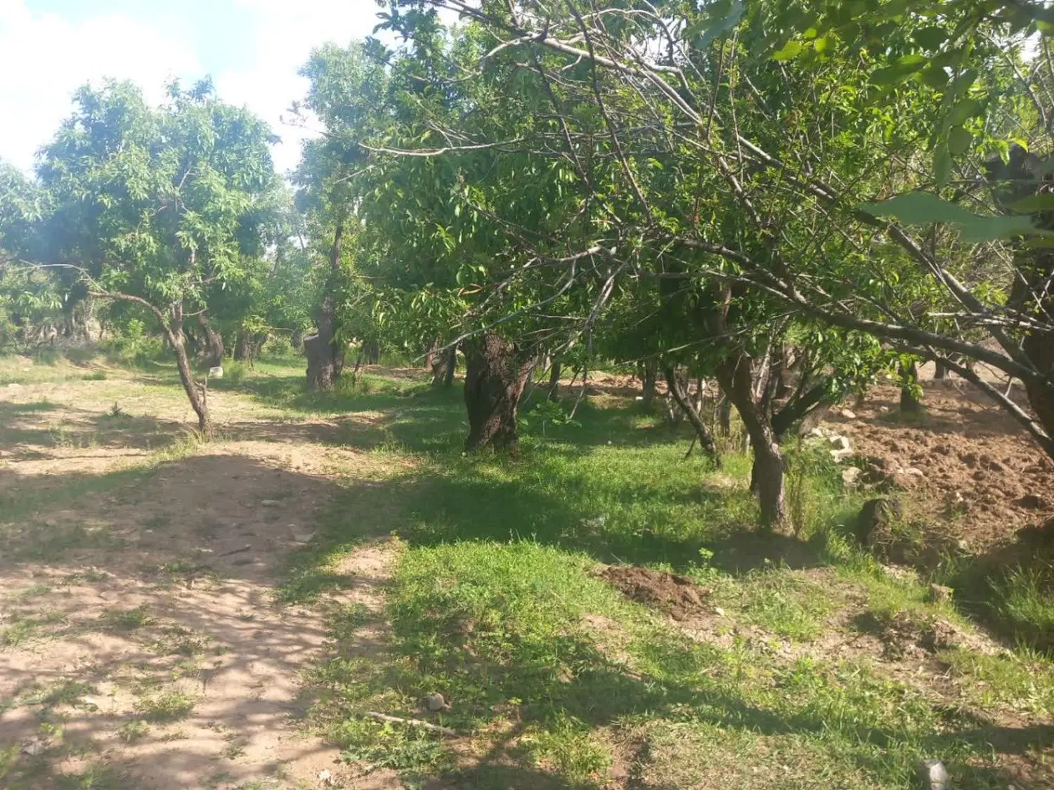 زمین در روستای زیبای مرق