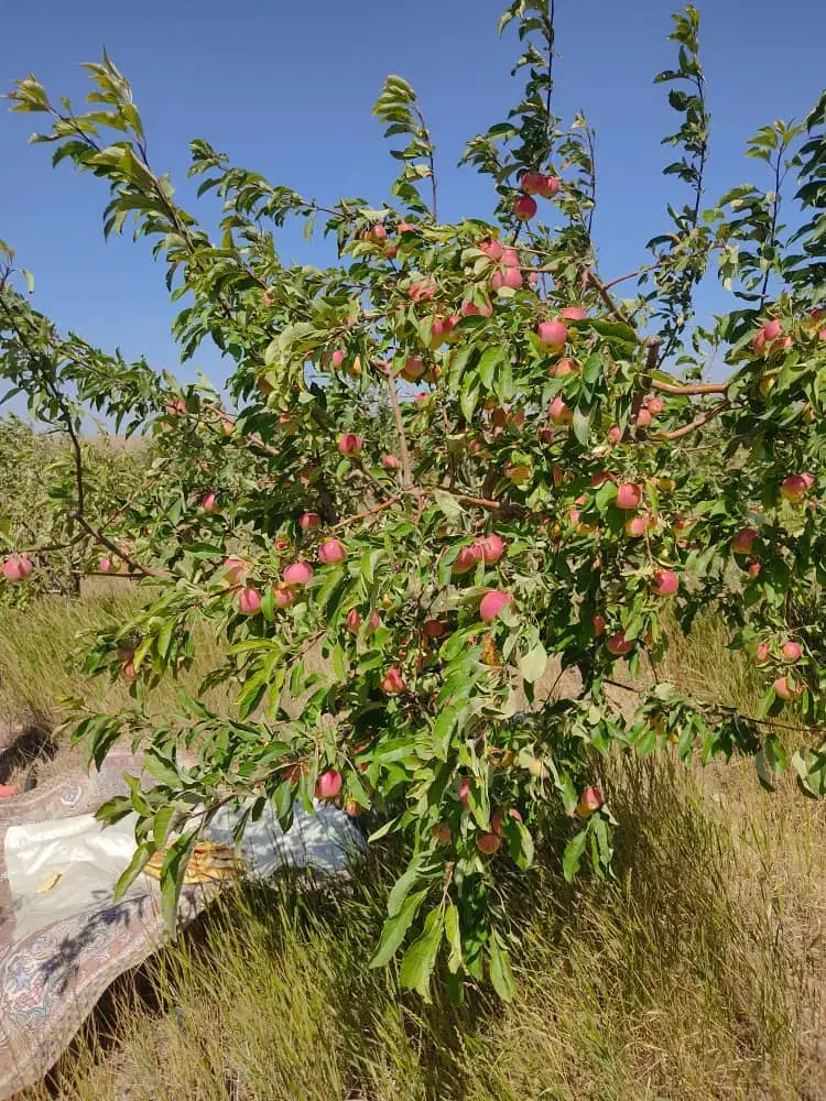 باغ، ویلا، یِر