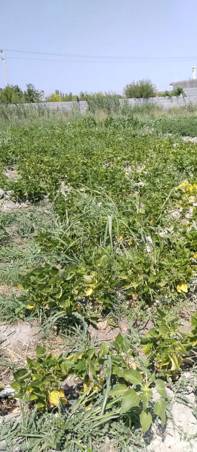 زمین زراعی ۵۰۰مترواقع درشیخ سرمست