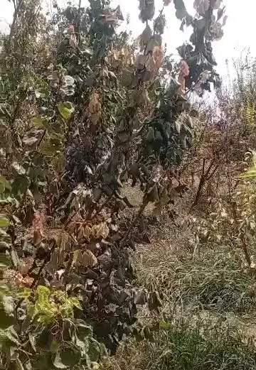 ۵۰۰متر باغچه چهار دیواری کنتور برق استخر ورامین