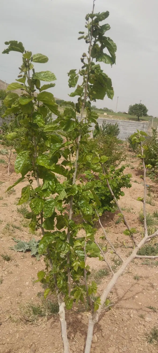 فروش باغچه500متری روستای ورده