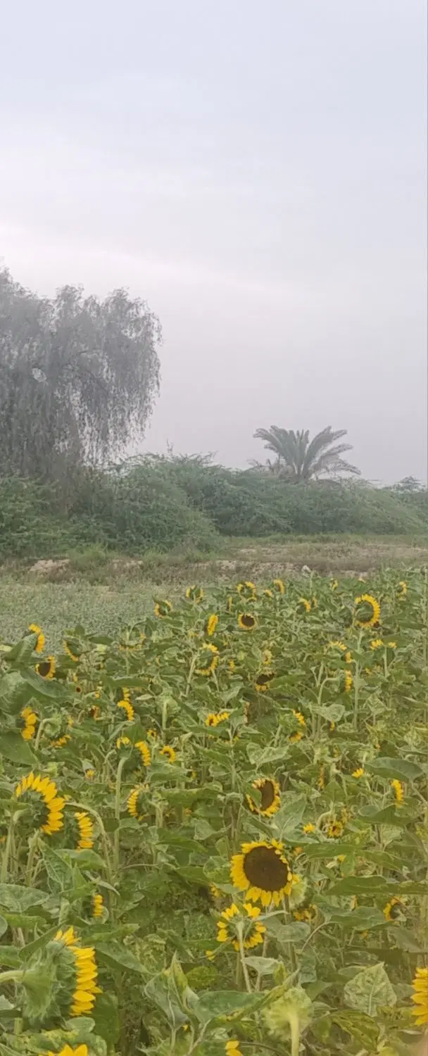 یک قعطه زمین فروشی سرخون