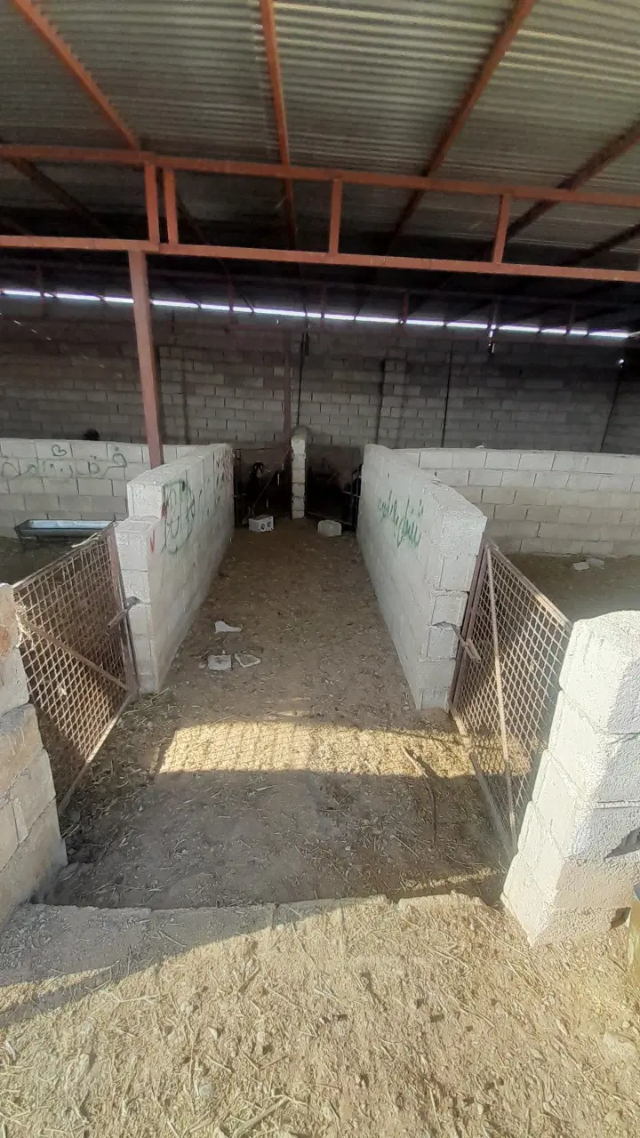 اقول .گله دونی
