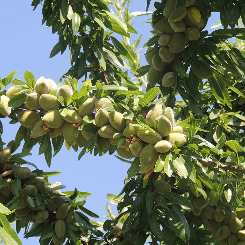 فروش باغ