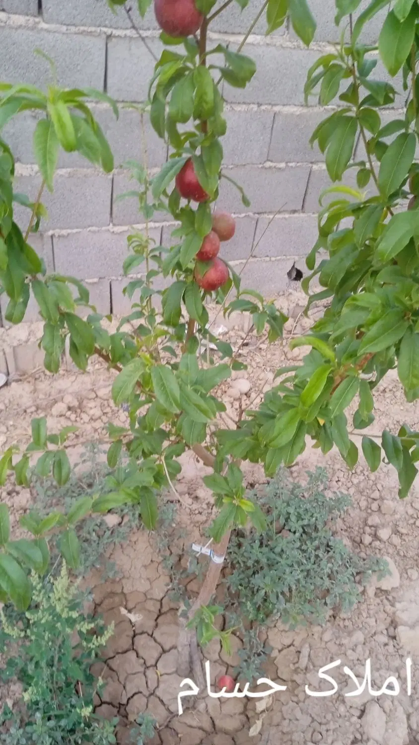 زمین ۱۰۰۰ متری با نهال ، یوسف رضا ، املاک حسام
