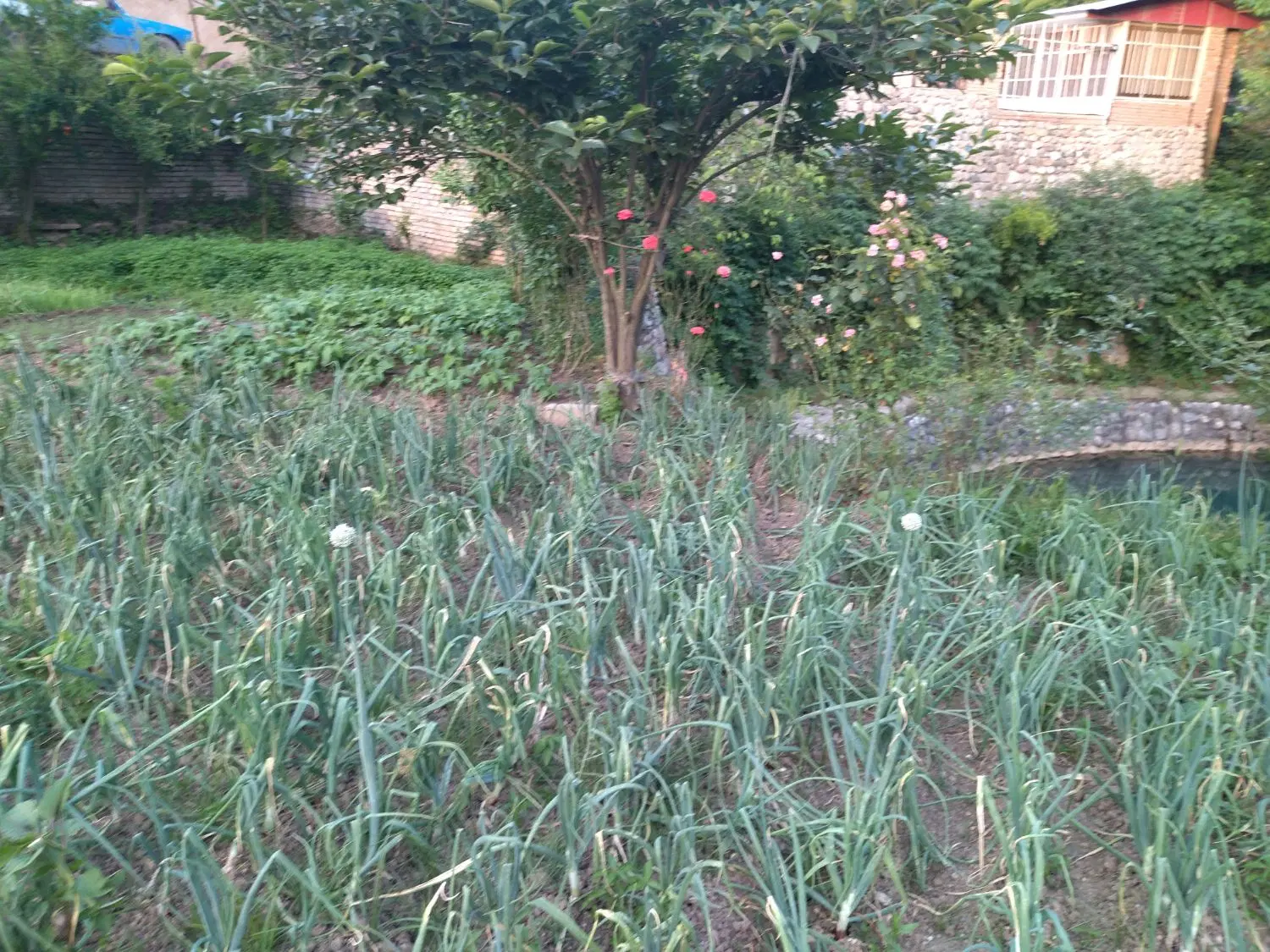 فروش زمین مسکونی حدوداً ۱۰۰۰متر