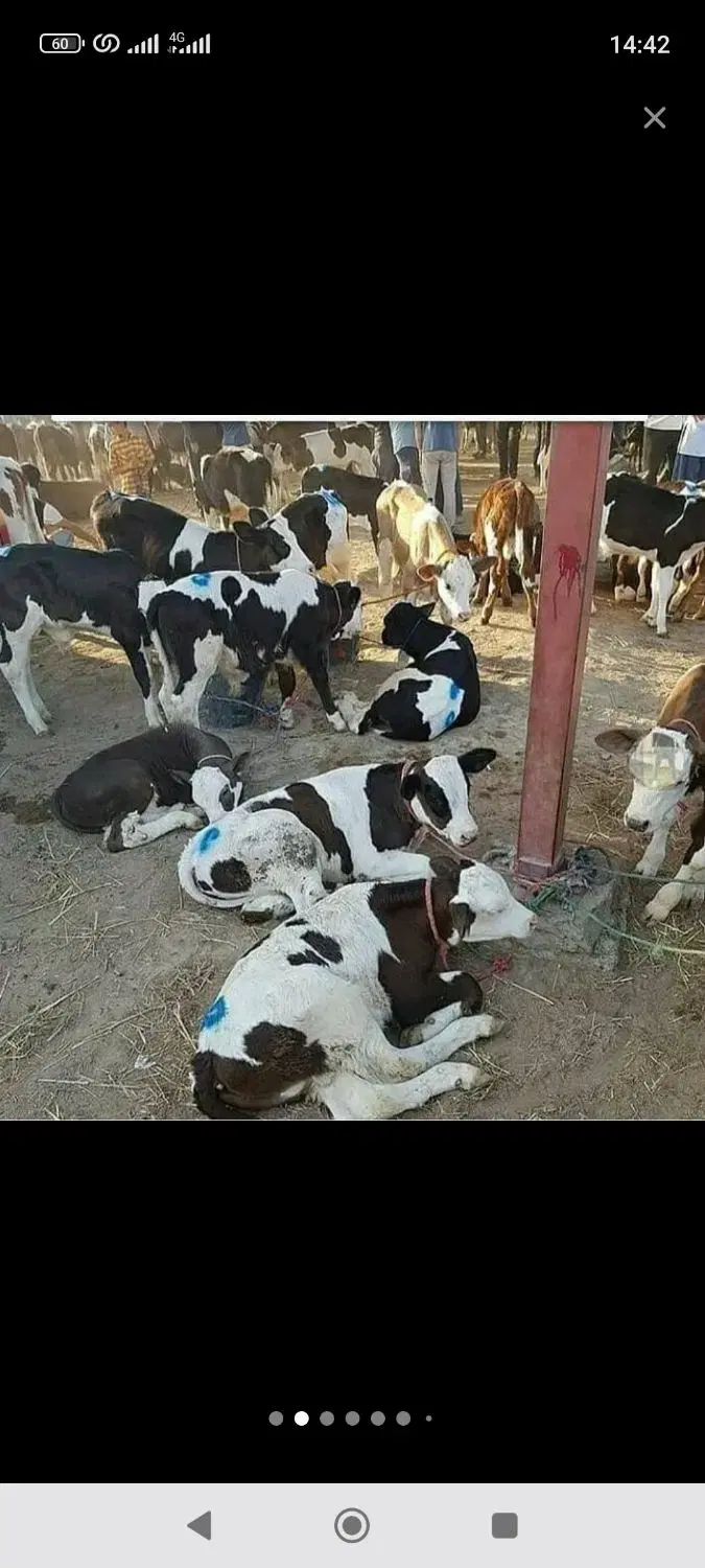 دام داری و بازار باتجربه بالا