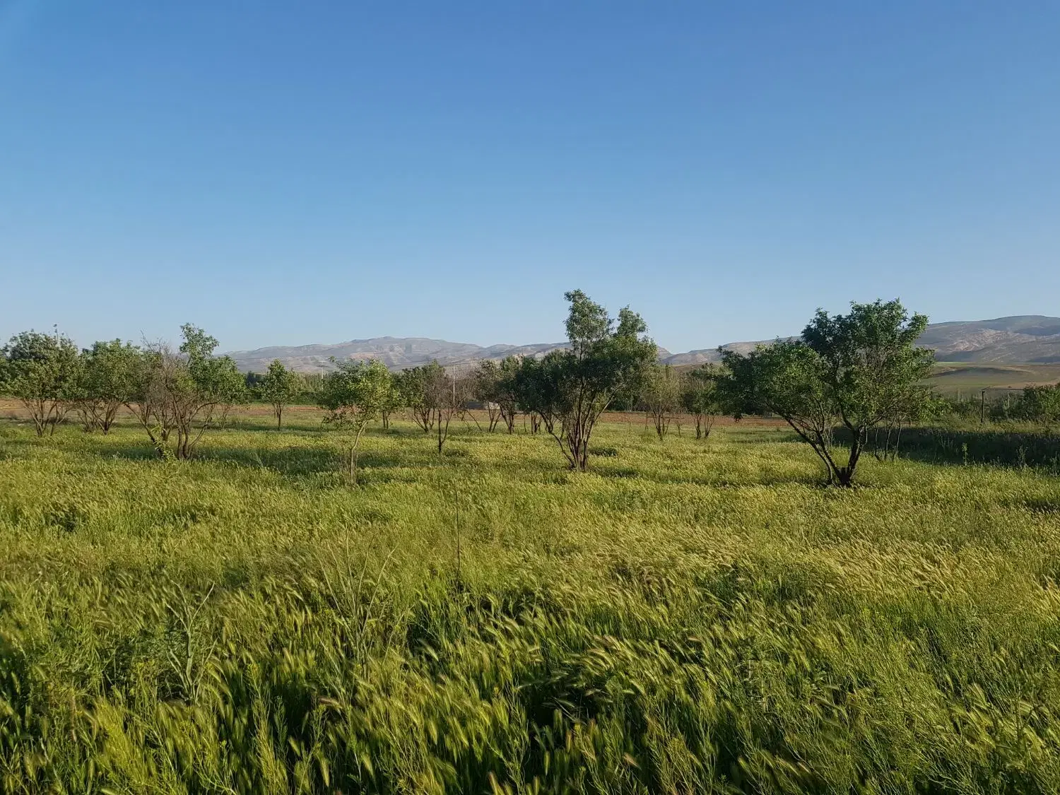 زمین باغ حاشیه جاده چناران به نوده قابل معاوضه