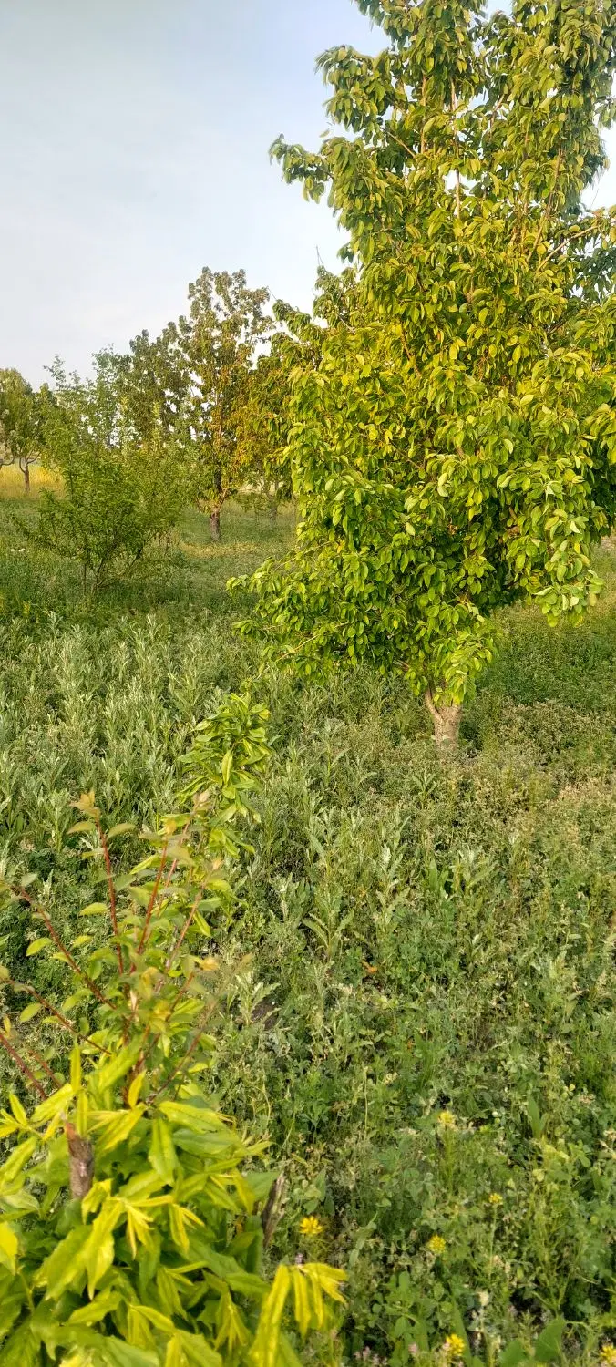 باغچه۱۰۰۰ متر  و چاه وشناور یغمورعلی