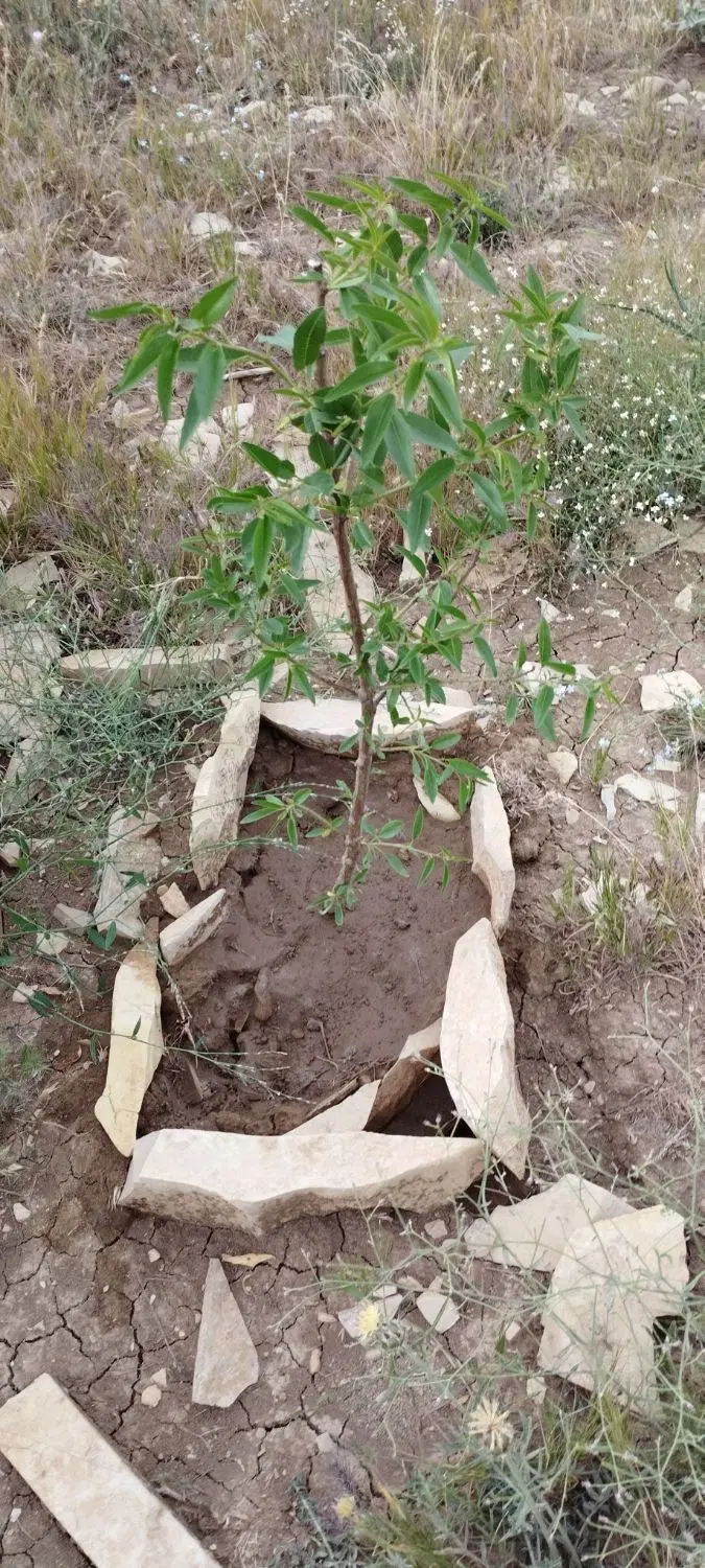 فروش فوری۱۰۰۰متر زمین زراعی در زرشک