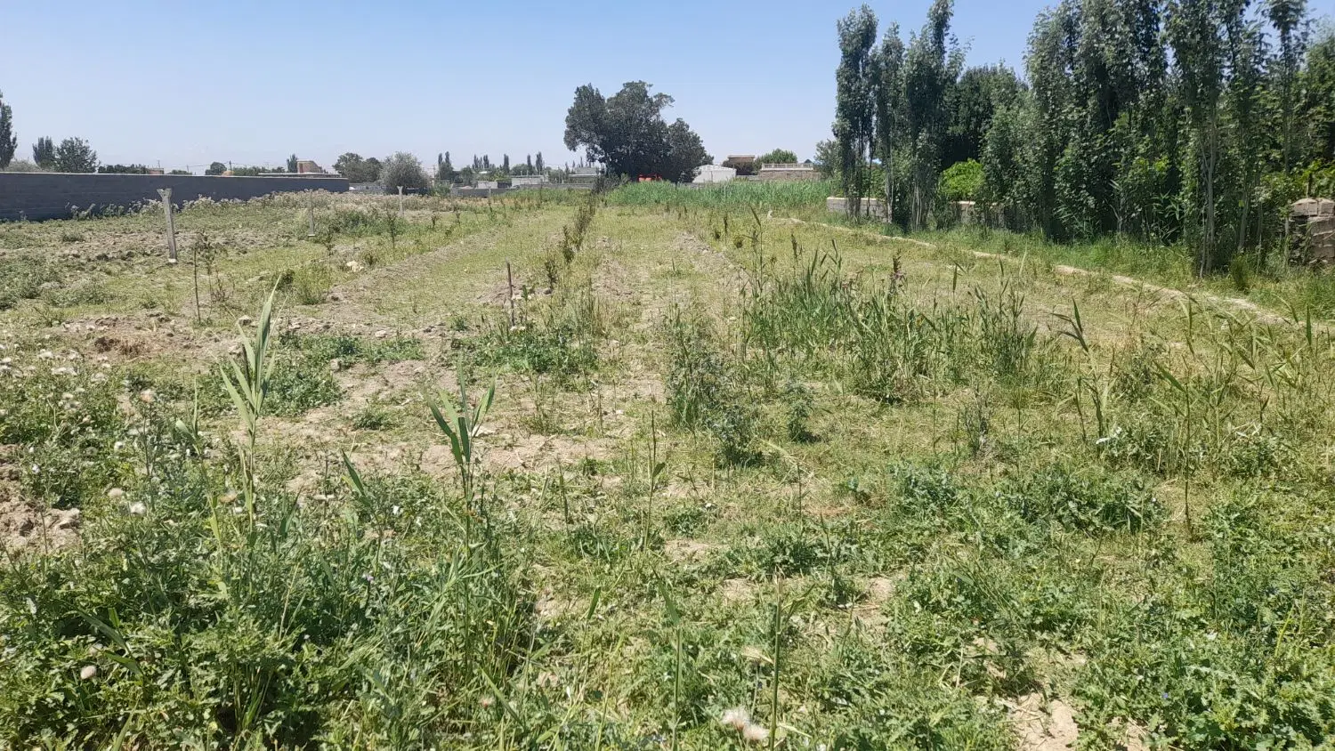 زمین در جاده دریا چای یولو