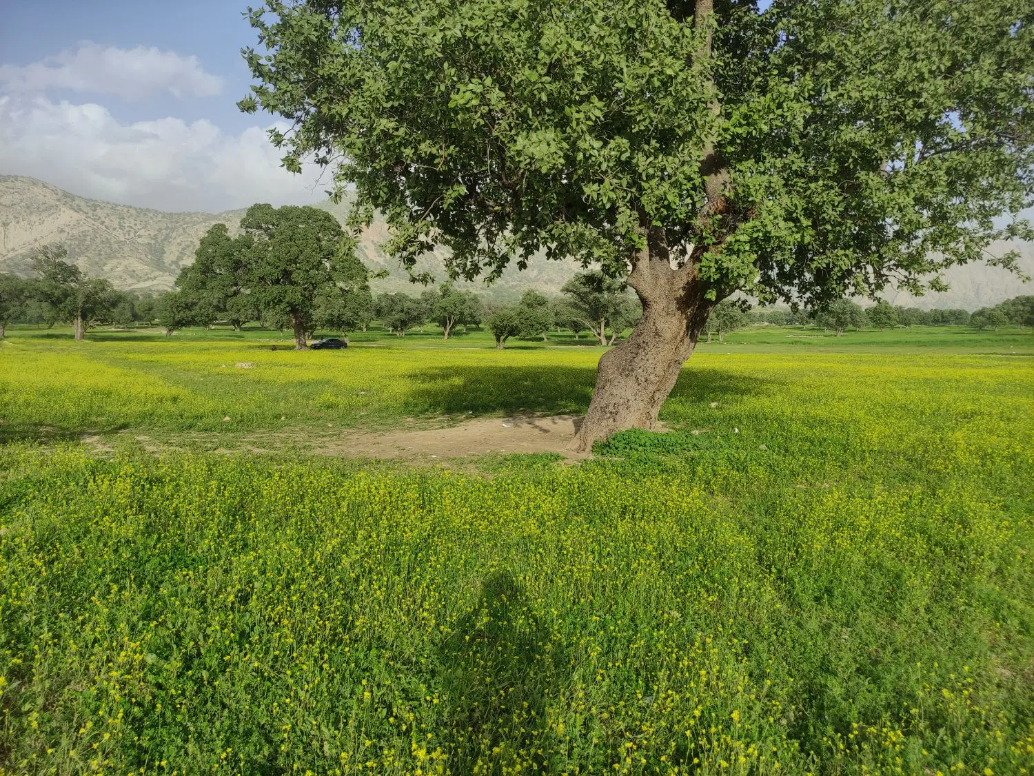 زمین 200 متری_ منصورآباد