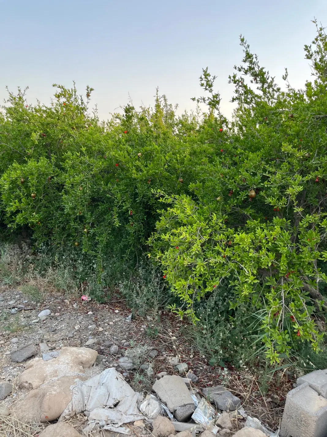 باغ سید قلی