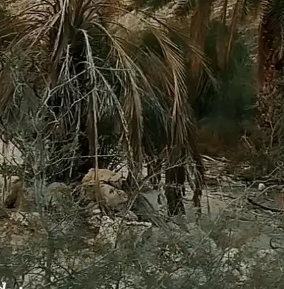 زمین نافچ