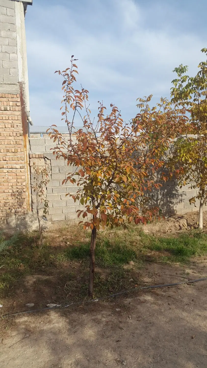 زمین ۱۰۰ متری