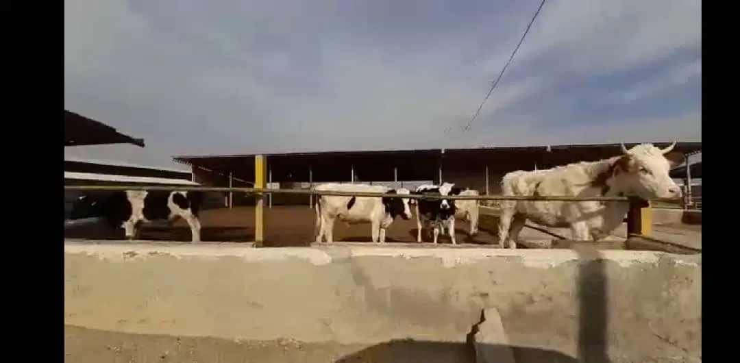 گاوداری صنعتی