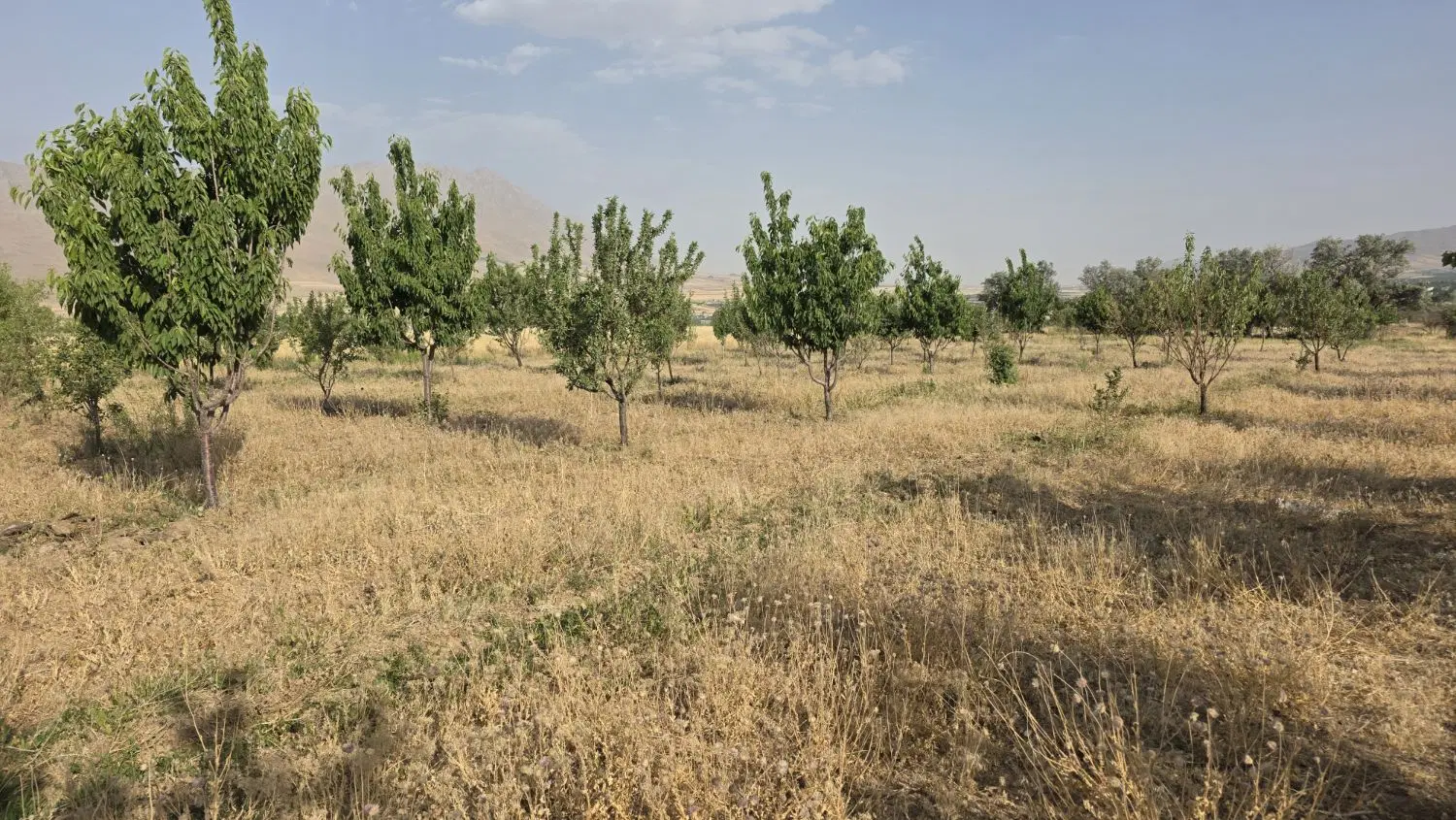 باغ و زمین کشاورزی در آستانه