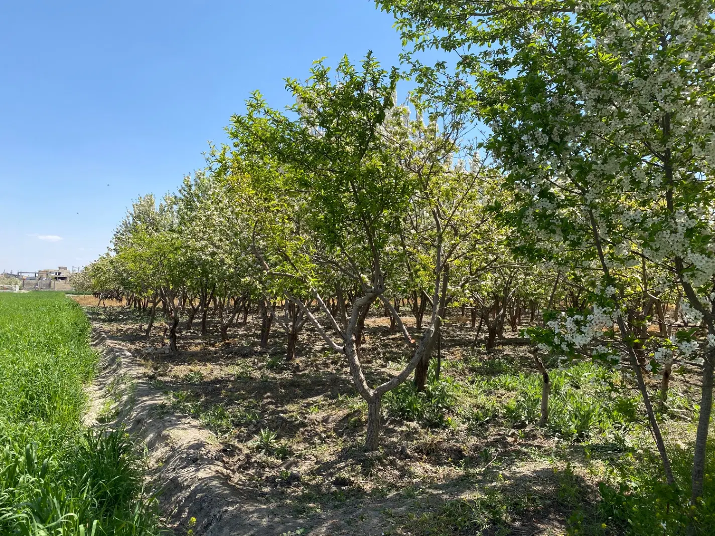 باغ میوه موقعیت عاالی