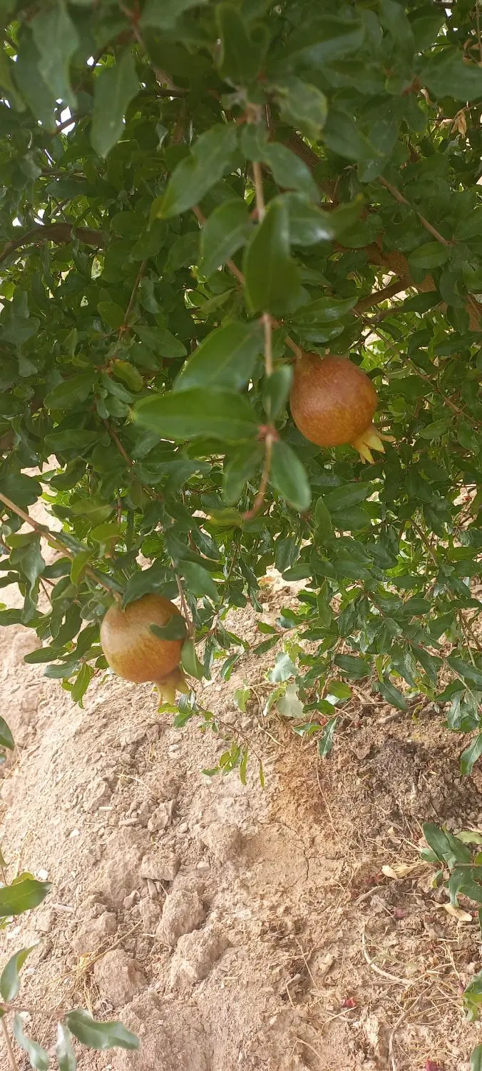 فروش باغ