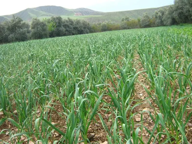 سه هکتار برای کشت سیر