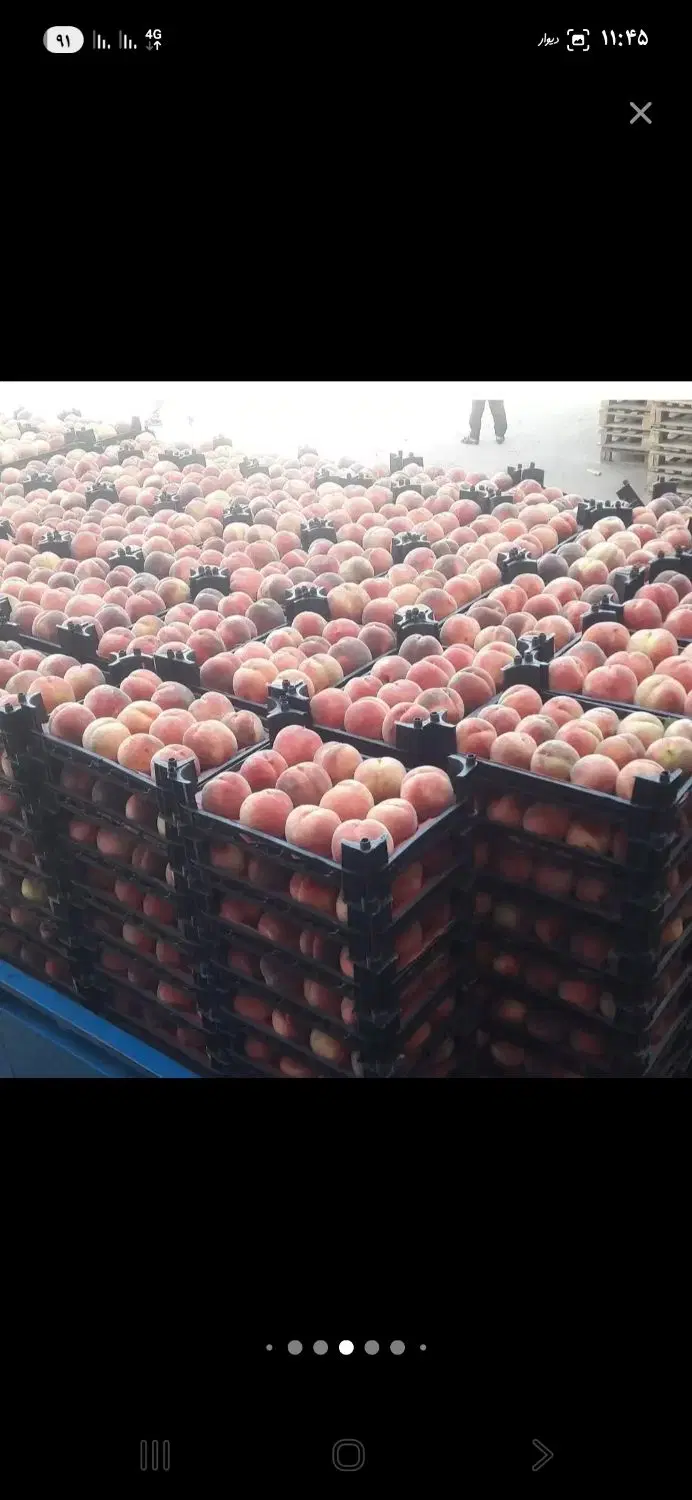 باغ بادام  و هلو در مارکده