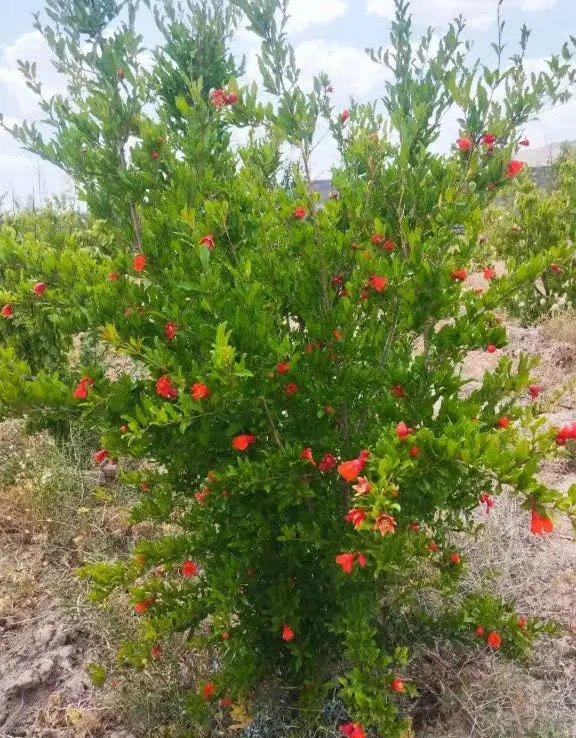 باغ ویلا
