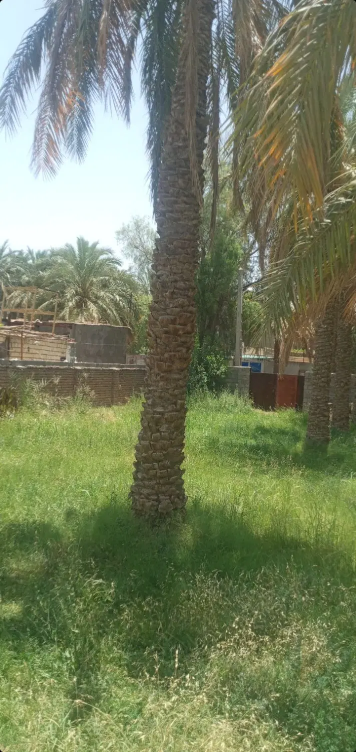فروش زمین باغی