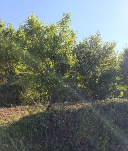 باغ بادام‌ ، روستای انجلاس