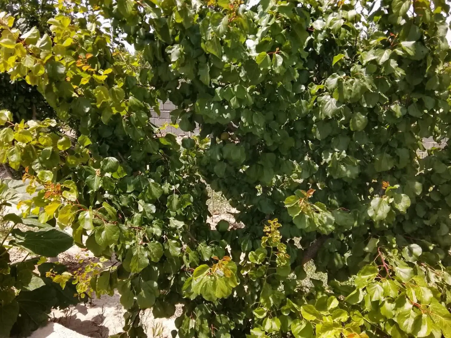 باغ چهاردیواری