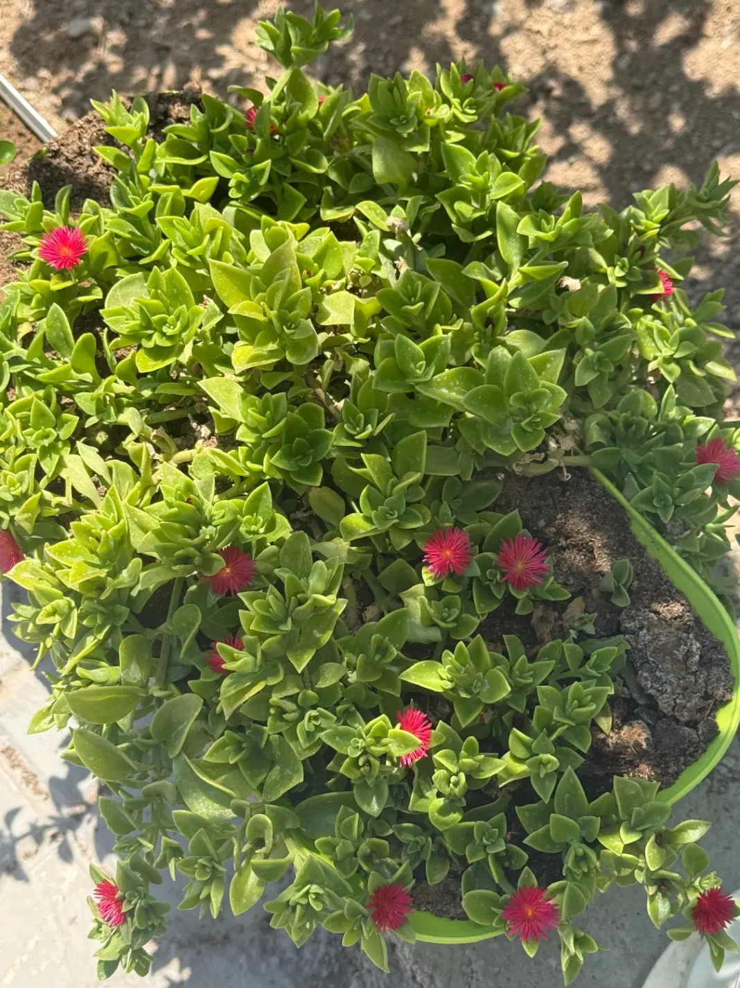 ویلایی دلباز