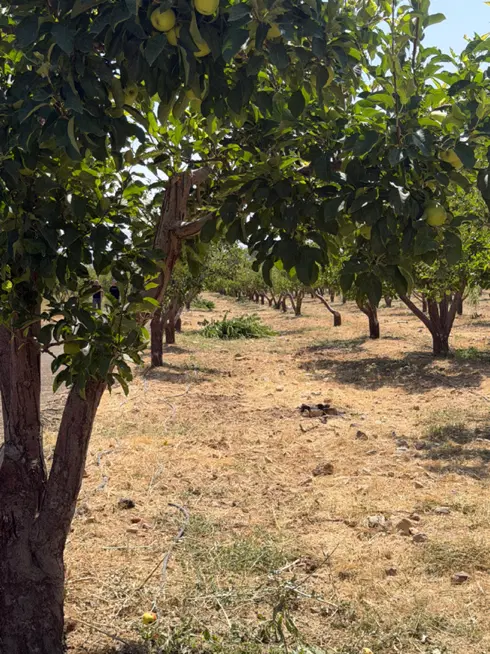 ۳۰۰ متر باغ در جابان با سند تک برگ