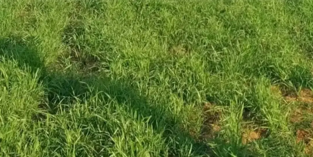 اجاره زمین کشاورزی