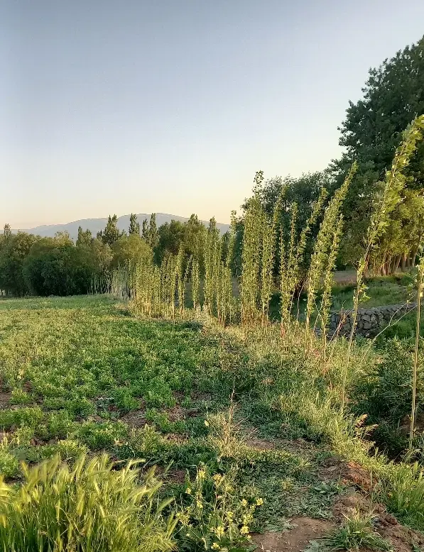 زمین کشاورزی دارای لوله کشی قطره ای بارانی خوجین