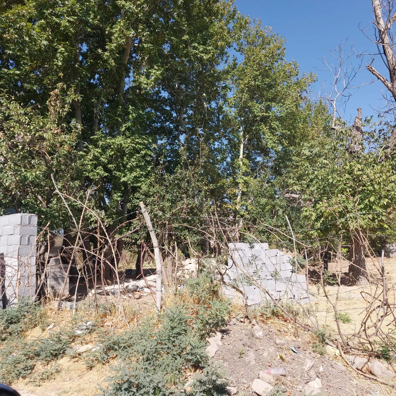 زمین کرونی