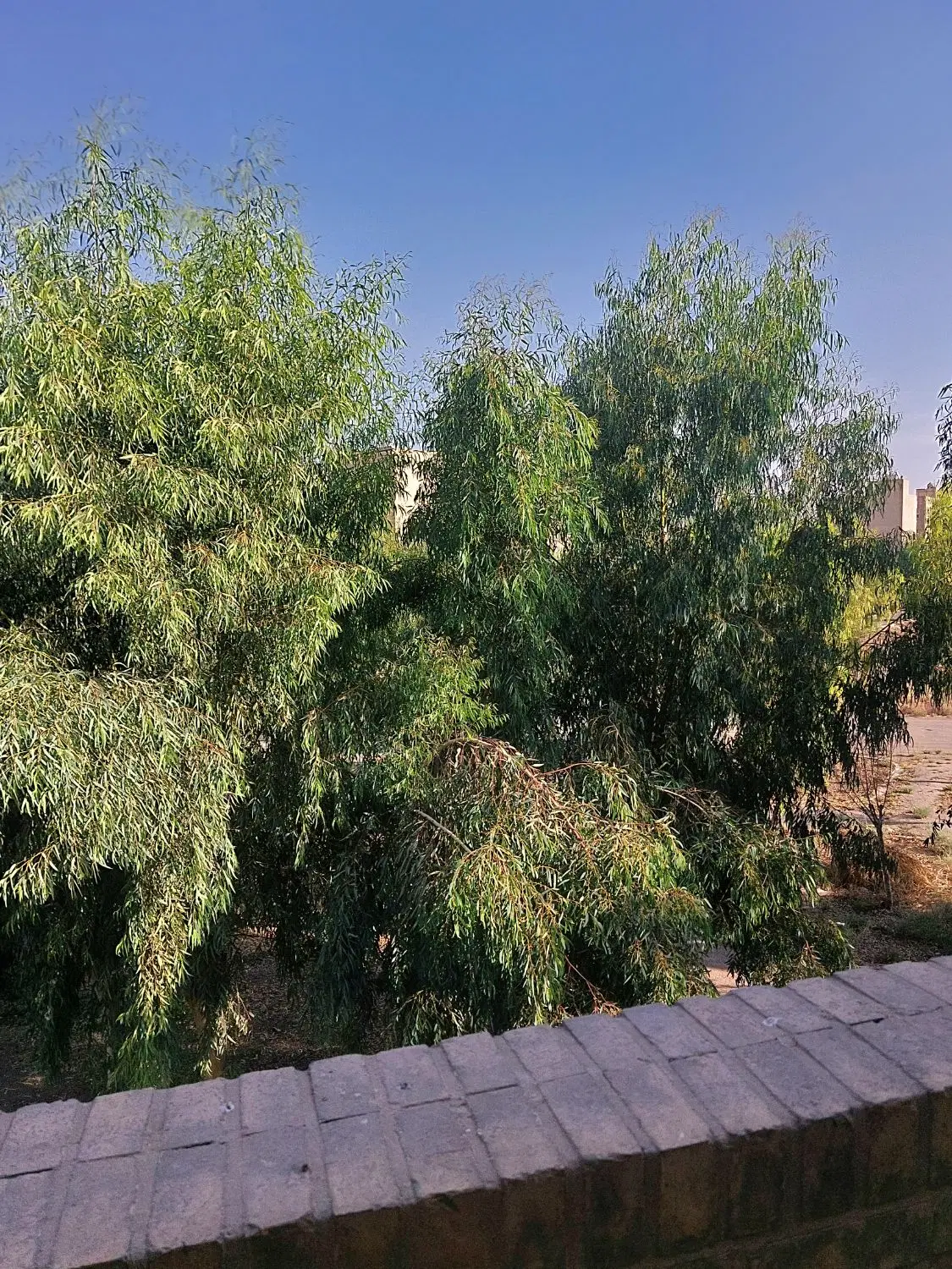 زمین فروشی از زمین های گنجعلی خانی روبه‌رو ابشار