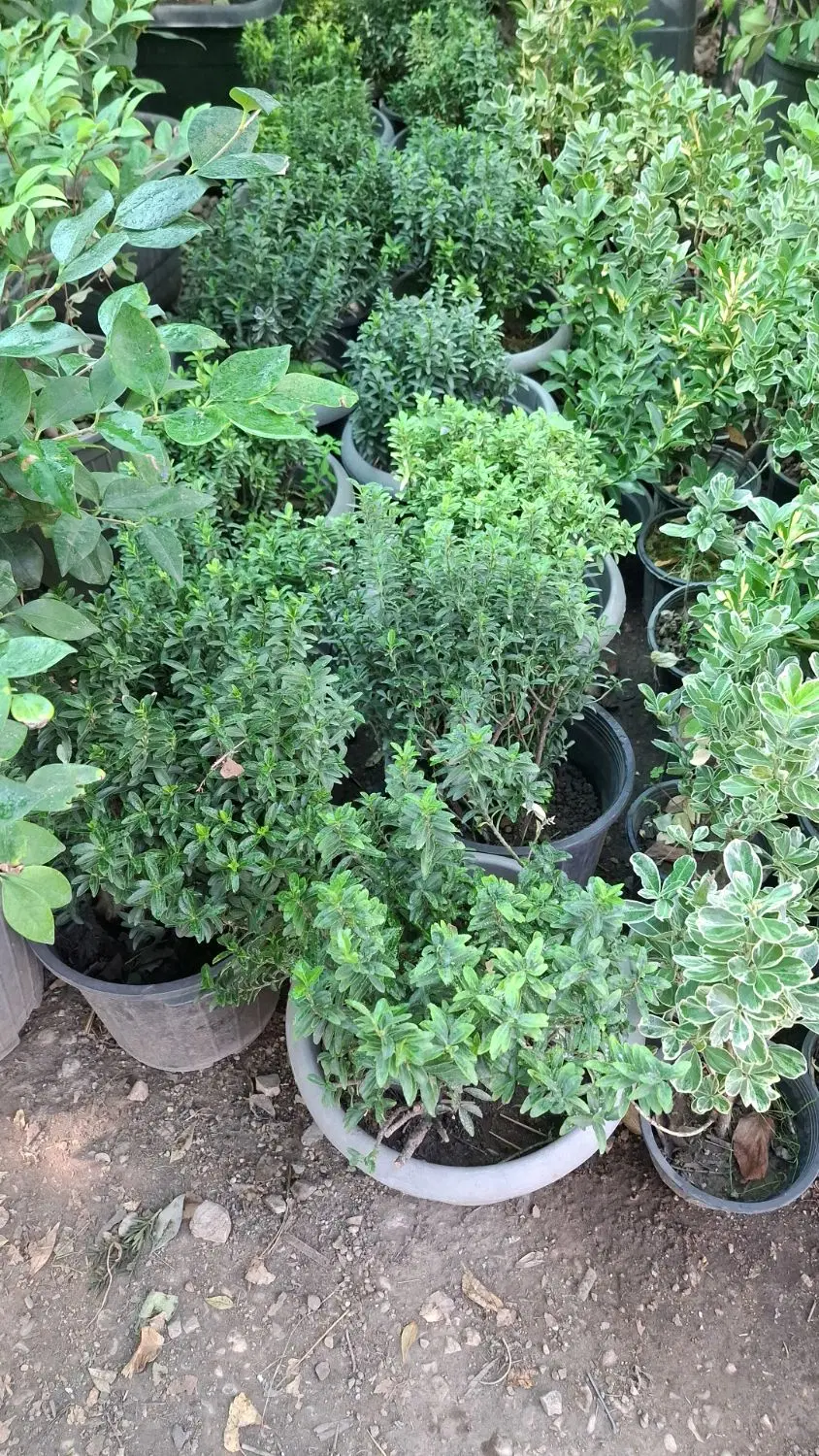 اجاره گلخانه و فروشگاه