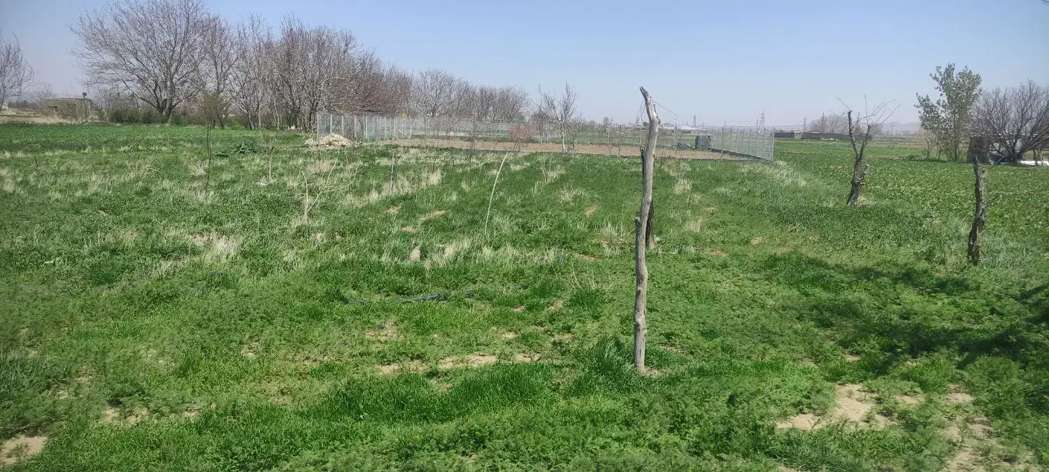 زمین باغی