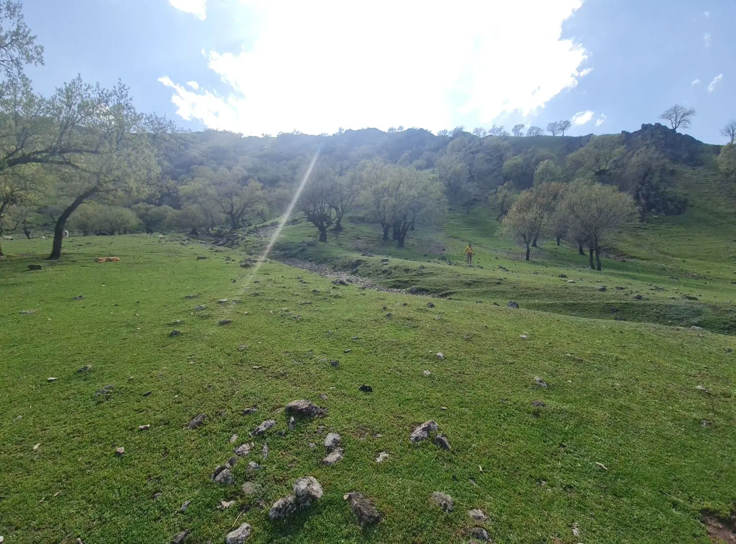 زمین باغی