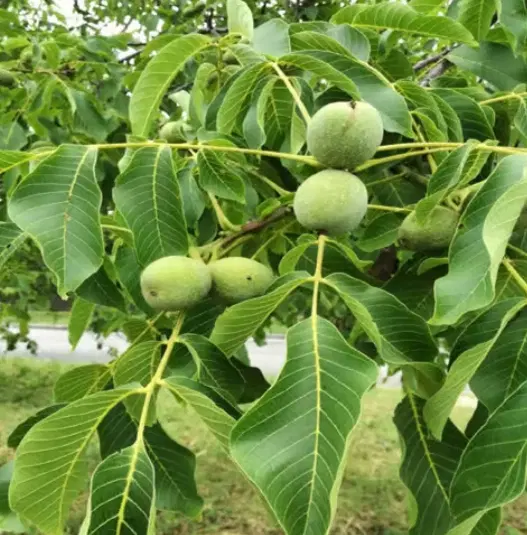 زمین کشاورزی
