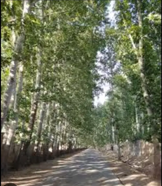 باغ با سند شش دانگ مجوز ساخت مسکونی