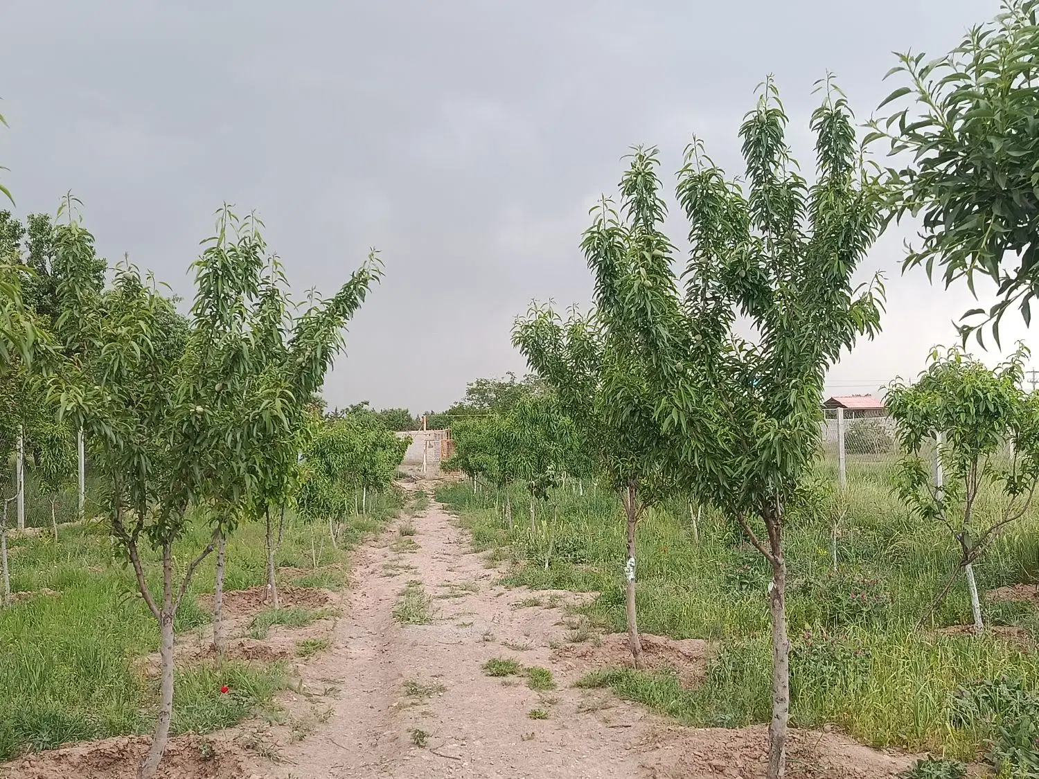 باغ به متراژ 1050