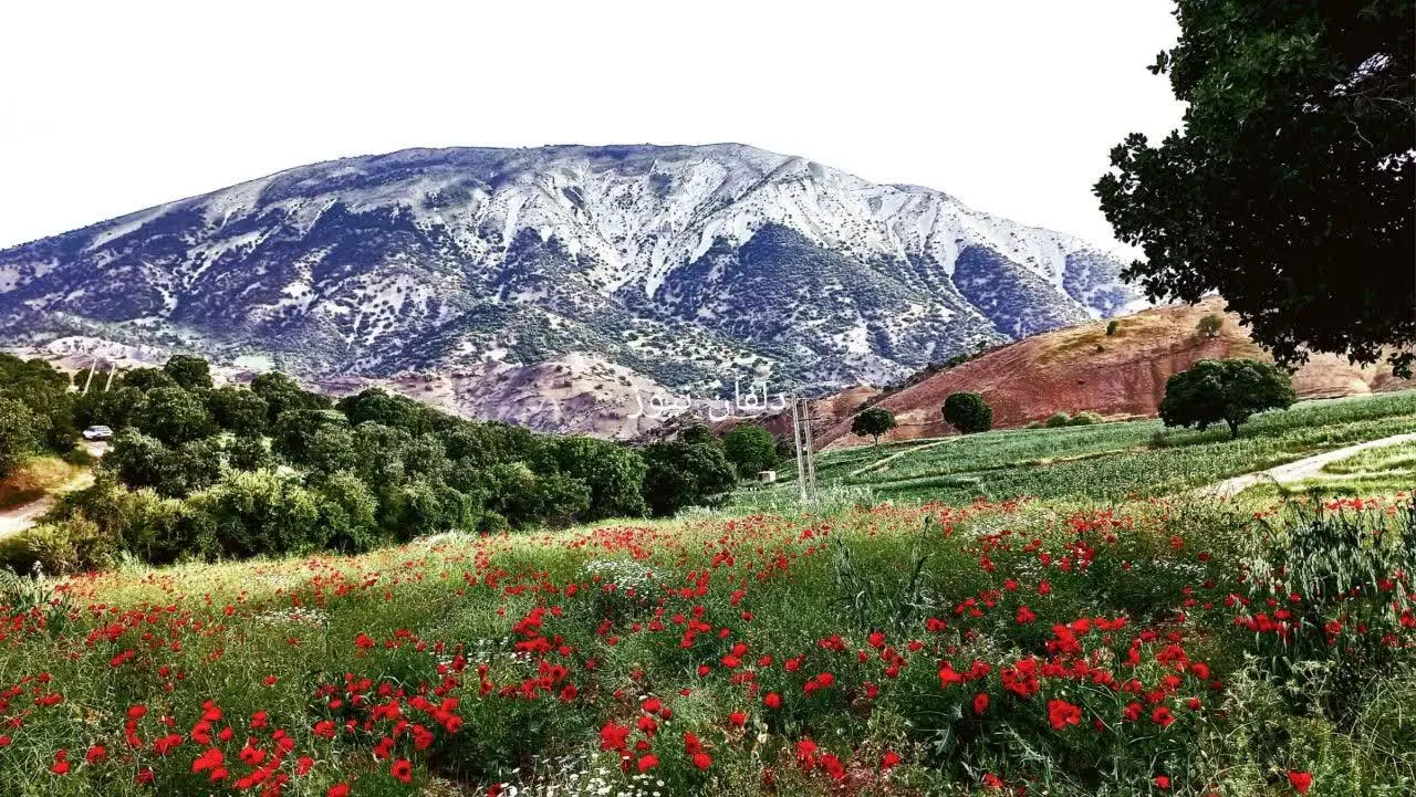 زمین وهار آو ( کوی شهید سلیمانی) 100متر مربع