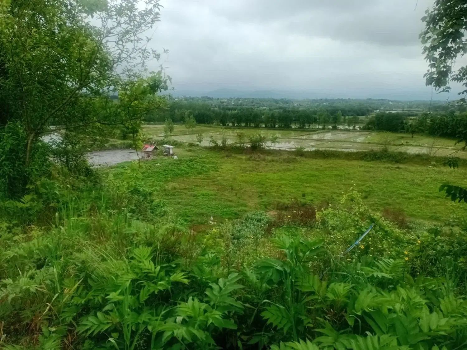 ۴۸۵ متر زمین درروستای کلیسران شفت